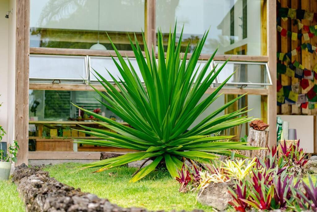 Jungle Haven Ocean Front Eco Villa On Fruit Farm Pahoa Eksteriør bilde