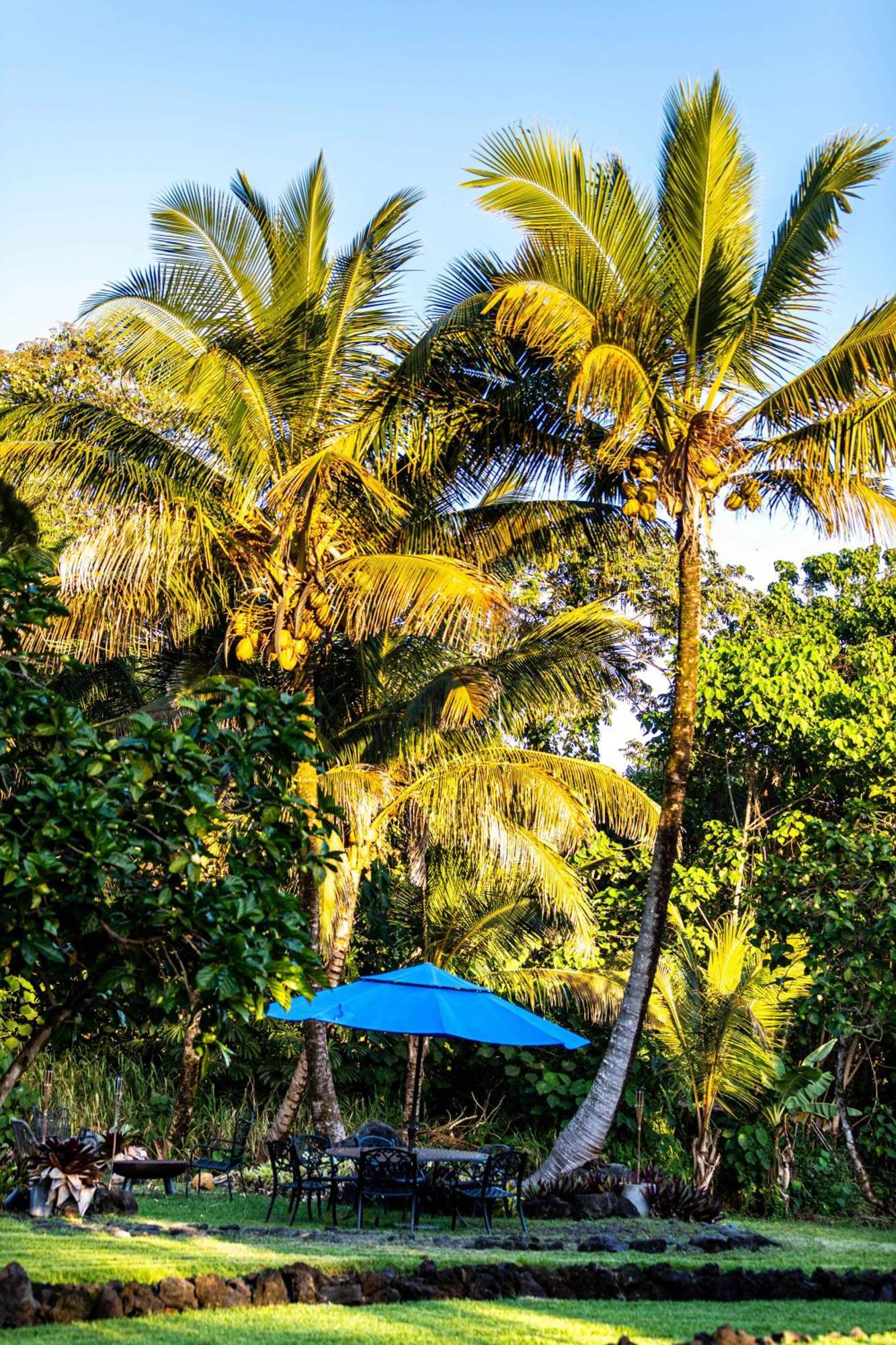 Jungle Haven Ocean Front Eco Villa On Fruit Farm Pahoa Eksteriør bilde